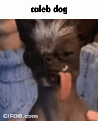 Close Up Dog With Tongue Out Saying Caleb Dog GIF