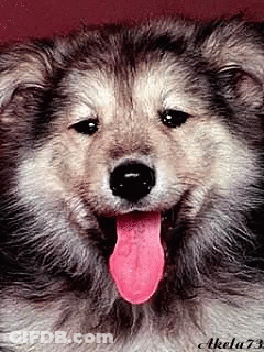 Close Up Dog With Tongue Sticking Out GIF