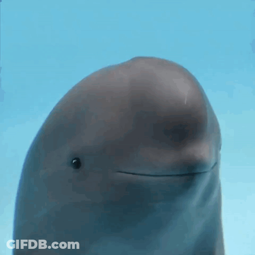 Close Up Dolphin Mouth Wide Open GIF