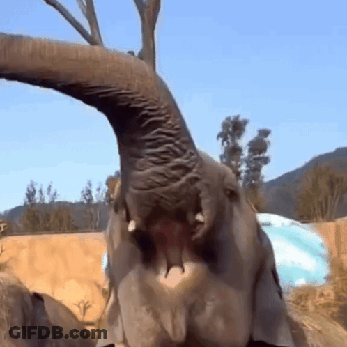 Close Up Elephant Face With Mouth Open GIF