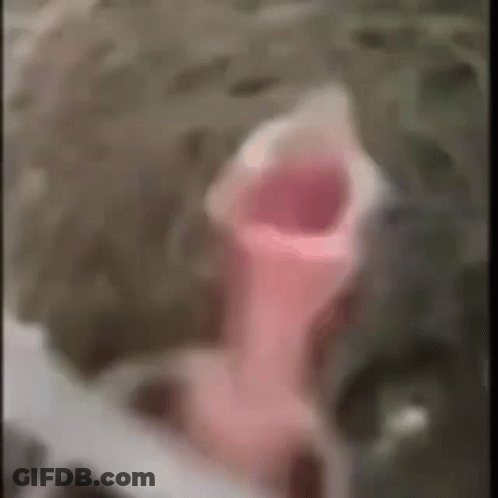 Close Up Face With Pink Flower In Mouth GIF