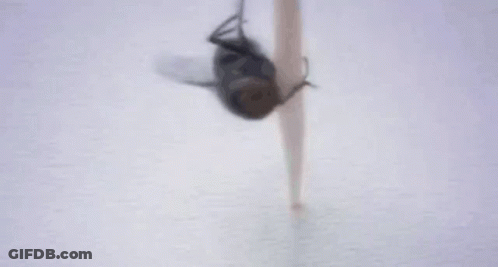 Close Up Fly Saying Muahahaahga GIF