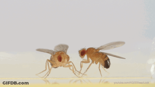 Close Up Fly YouTube.com GIF