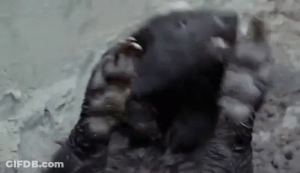 Close Up Foot On Rock In Water GIF