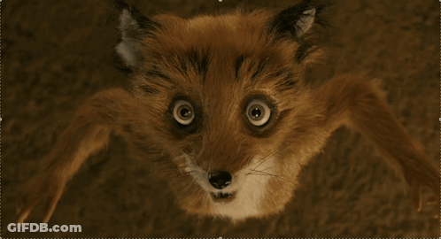 Close Up Fox Face Looking Up GIF