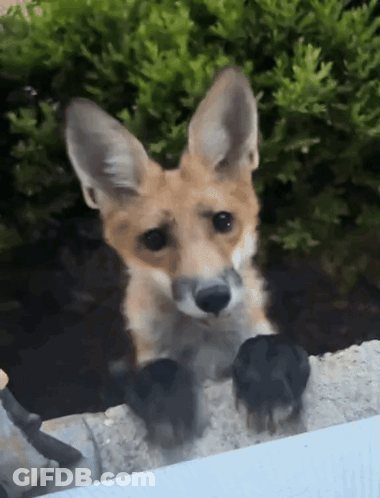 Close Up Fox Face Over Fence GIF