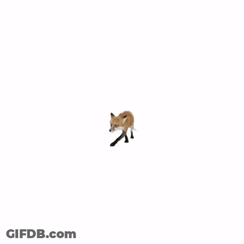 Close Up Fox Face With Tongue GIF