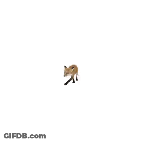 Close Up Fox Face With Tongue GIF