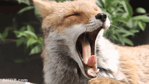 Close Up Fox With Mouth Open GIF