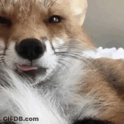 Close Up Fox With Tongue Out GIF
