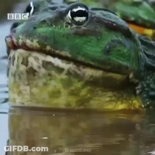 Close Up Frog In Water With BBC Logo GIF