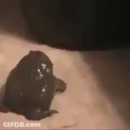Close Up Frog On Arm GIF