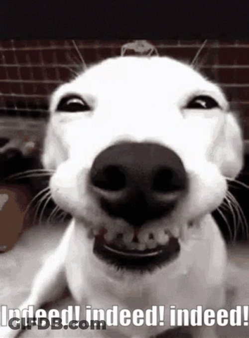 Close Up Funny Dog Meme Smile GIF