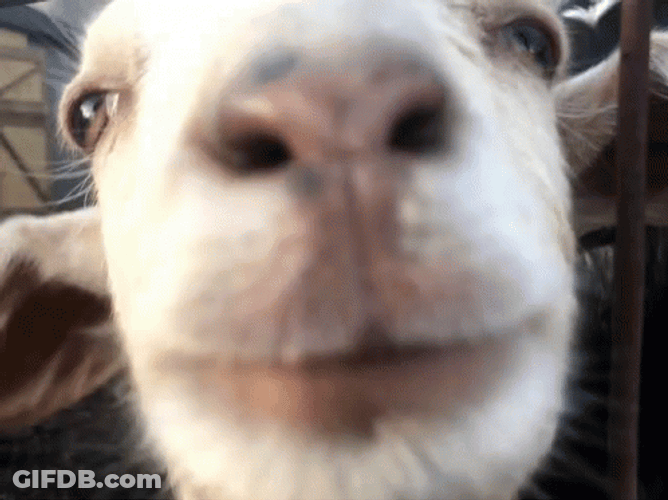 Close Up Funny Goat Face GIF