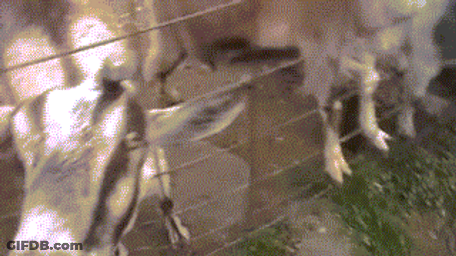 Close Up Funny Goat Smiling GIF