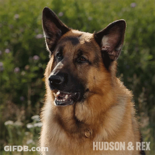 Close Up German Shepherd With Hudson & Rex GIF