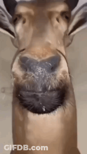 Close Up Giraffe With Water From Mouth GIF