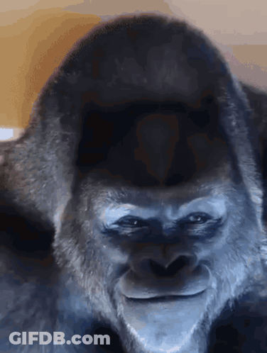 Close Up Gorilla Smiling GIF