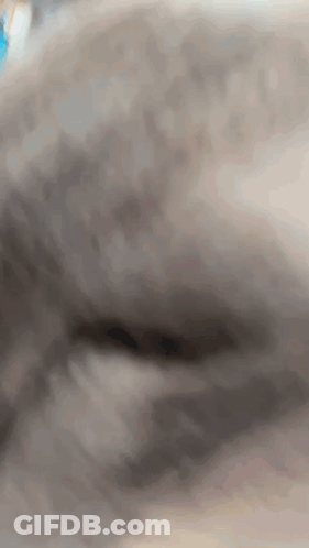 Close Up Gray Cat Face Blurred Background GIF