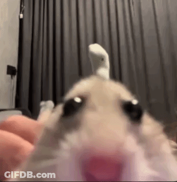 Close Up Hamster With Socks On Head GIF