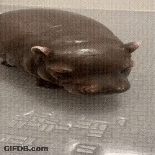 Close Up Hippopotamus Laying On Ground GIF