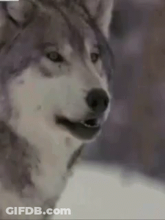 Close Up Husky Looking At Camera GIF