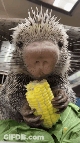Close-Up Hyena With Big Smile GIF