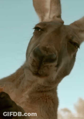 Close-Up Kangaroo Face Blue Sky GIF