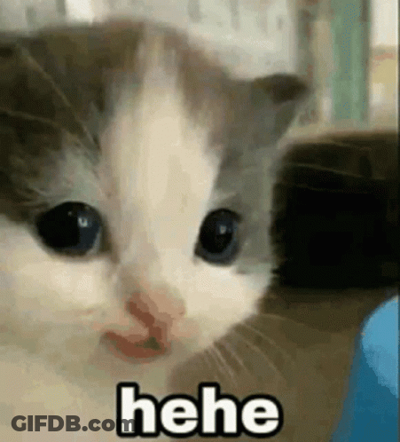Close Up Kitten Face With Hee GIF
