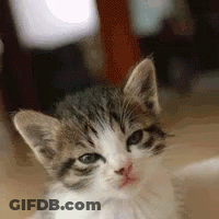 Close Up Kitten Looking At Camera GIF