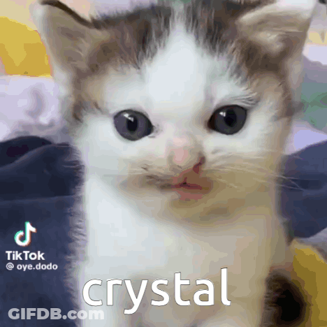 Close Up Kitten Saying Crystal GIF