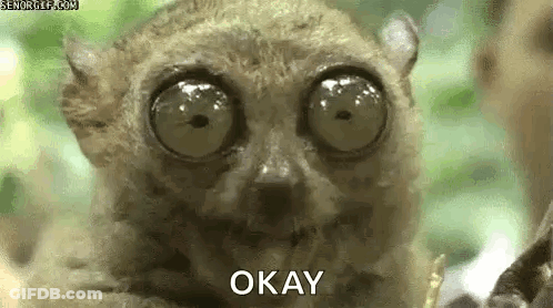 Close Up Lemur Face With Big Eyes Saying Okay GIF