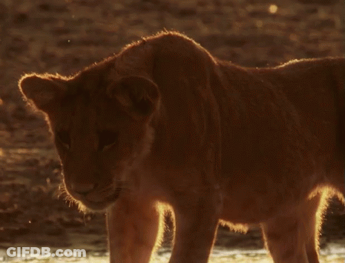 Close Up Lion Cub Standing In Desert GIF