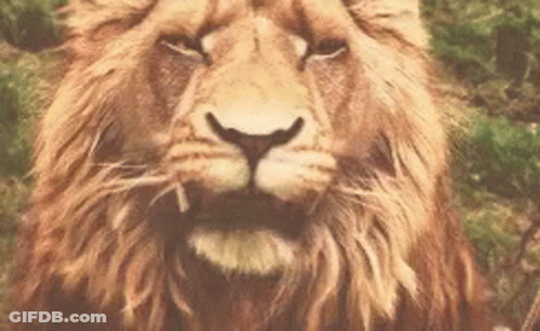 Close Up Lion With Mouth Open GIF