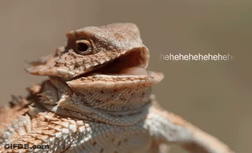 Close Up Lizard Saying Hahahaha GIF