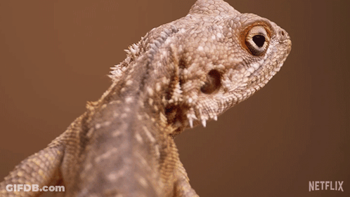 Close Up Lizard With Netflix Logo GIF