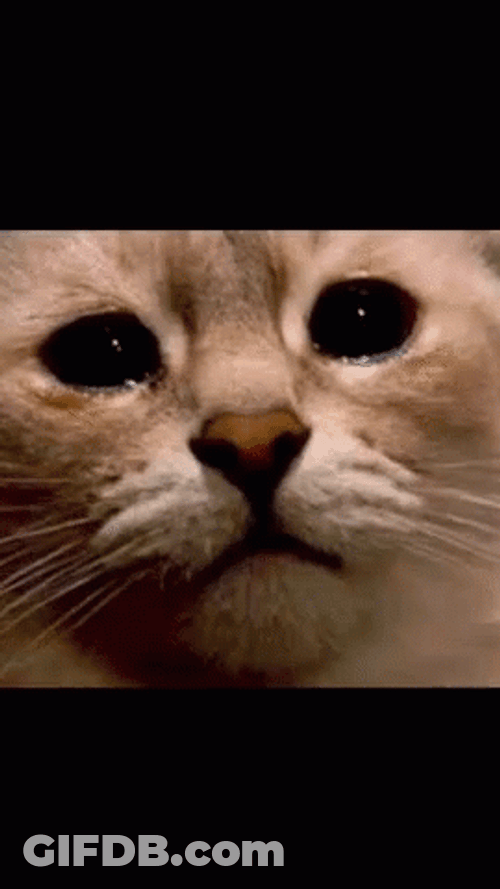 Close Up Look Of Crying Cat GIF