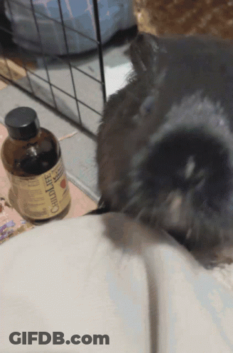 Close Up Man Face Pepe191 GIF