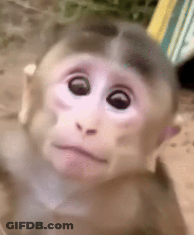 Close Up Monkey Face Sad GIF