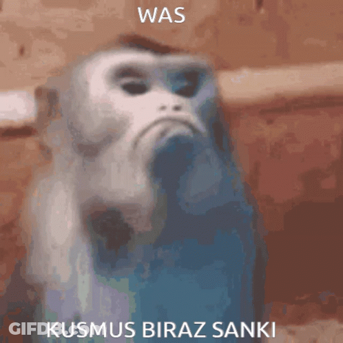 Close Up Monkey Face Was Kusmus Biraz Sanki GIF