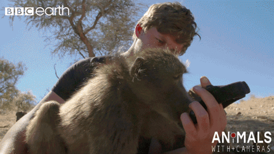 Close Up Monkey Kissing Camera GIF