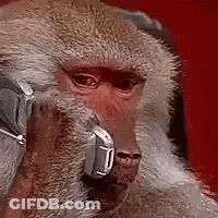 Close Up Monkey Wearing Headphones GIF