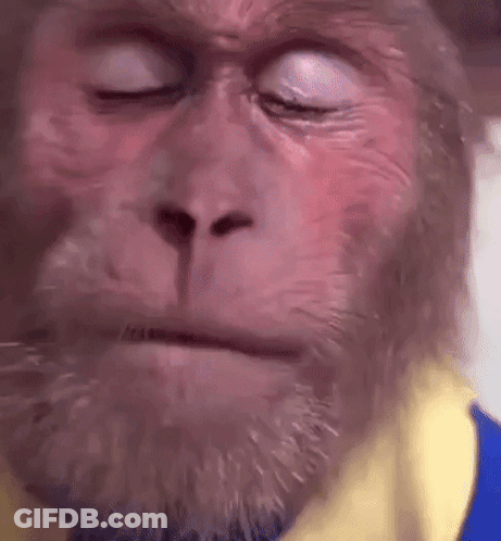 Close Up Monkey With Beard And Eyes Closed GIF