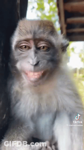 Close Up Monkey With Funny Face GIF
