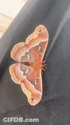Close Up Moth Wings With Black Eye GIF