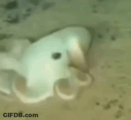 Close Up Octopus Swimming In Water GIF