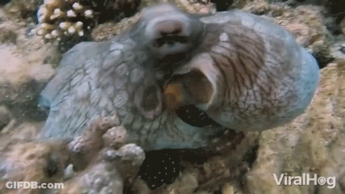 Close Up Octopus Viralhog GIF