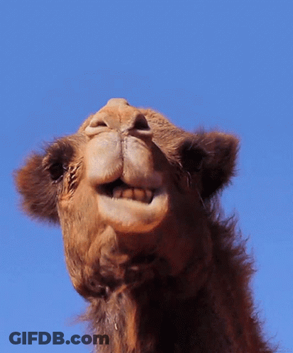 Close Up Of A Camel Face With Blue Sky GIF