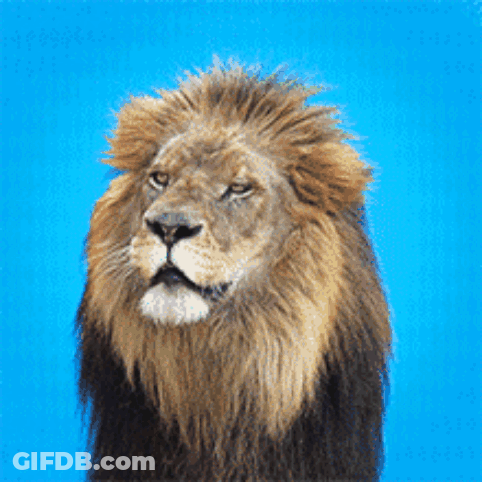 Close Up Of A Lion Against Blue Sky GIF