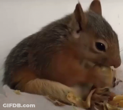 Close Up Of A Squirrel Eating Banana Peel GIF